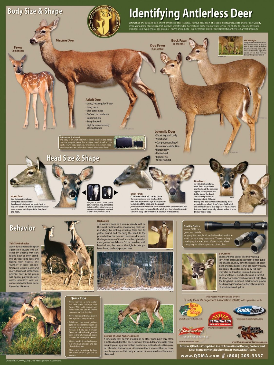 Age Antlerless Deer and Identify Mature Does for Harvest