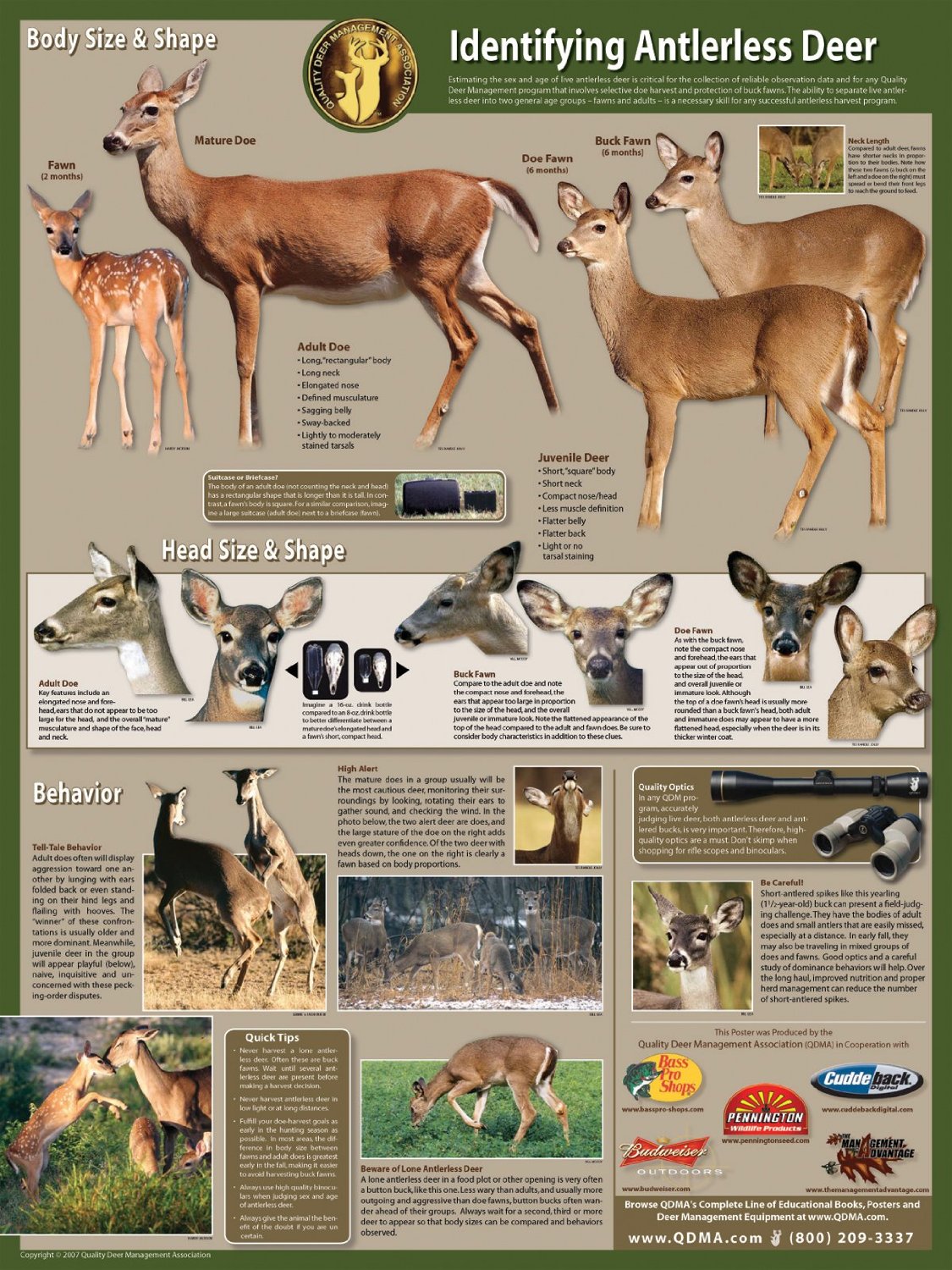 Aging Deer On The Hoof Chart