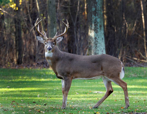 buck-deer-test
