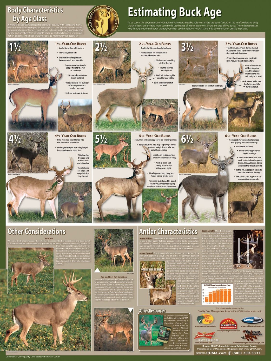 Deer Aging Poster by QDMA
