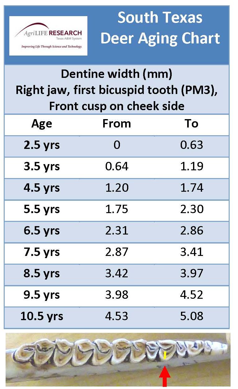 Whitetail Jawbone Aging Chart